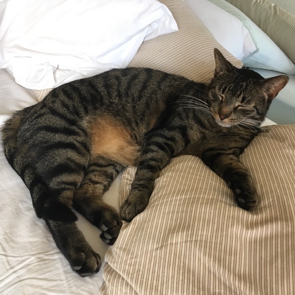 Naptime 🐈 - Picture 2 of 2